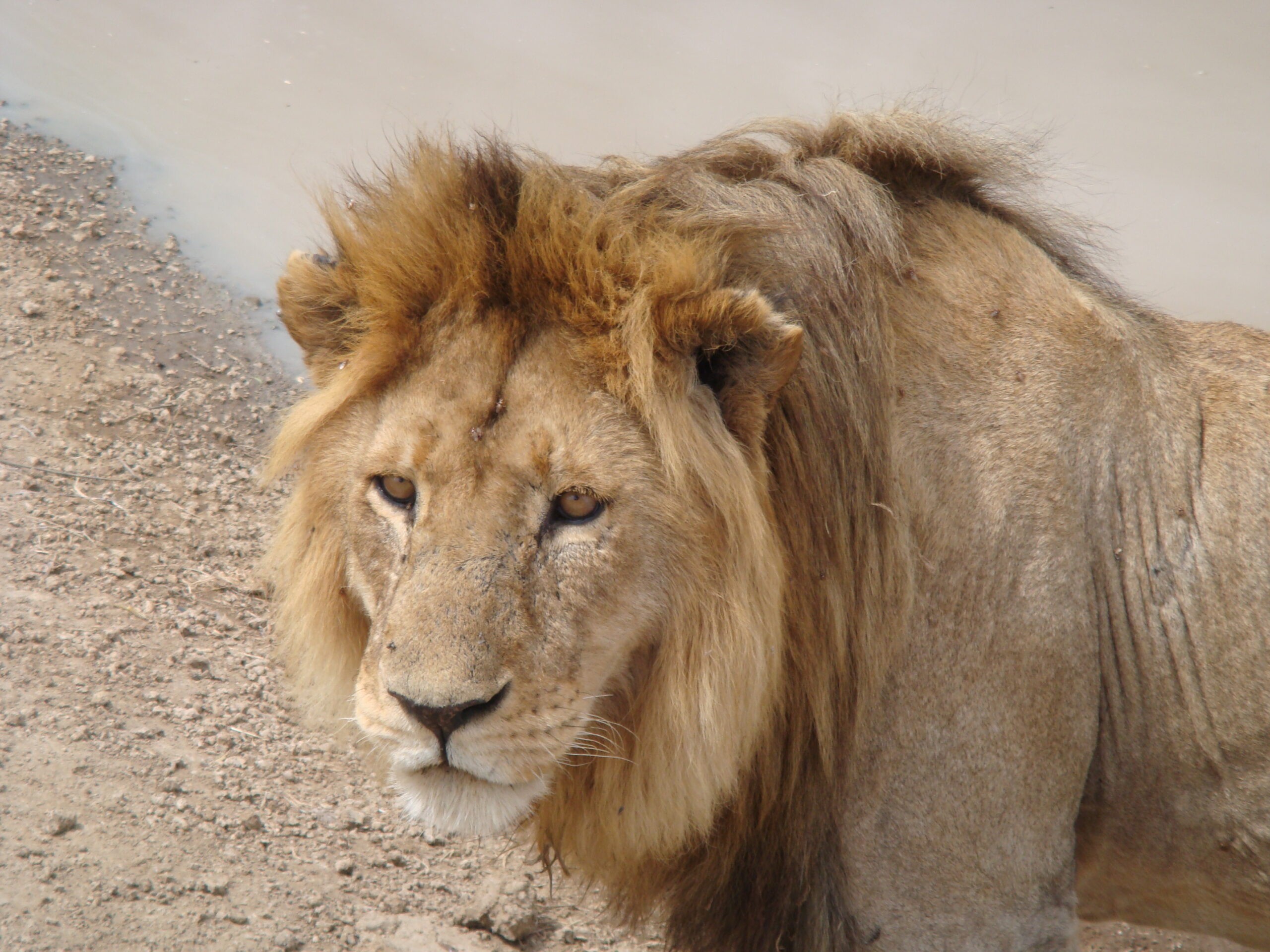 TANZANIAN SAFARI: NI TAN ÁRIDO, NI TAN SALVAJE