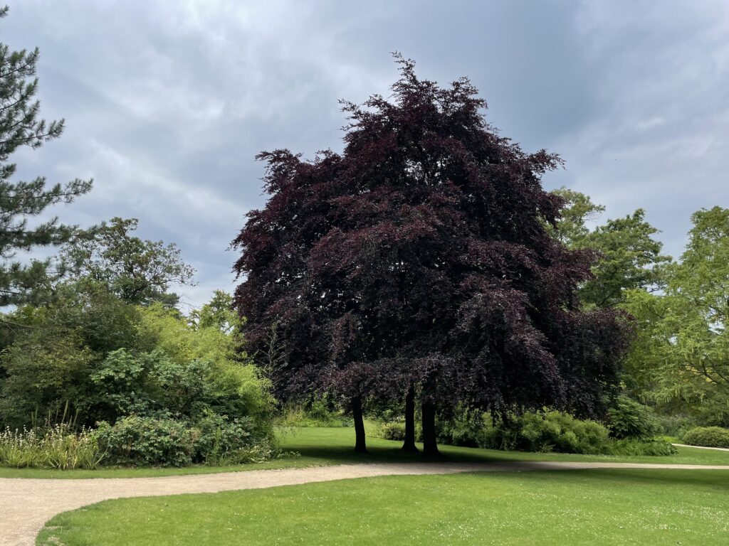 CLIVEDEN HOUSE-ÁRBOL EN PARQUE JAPONÉS